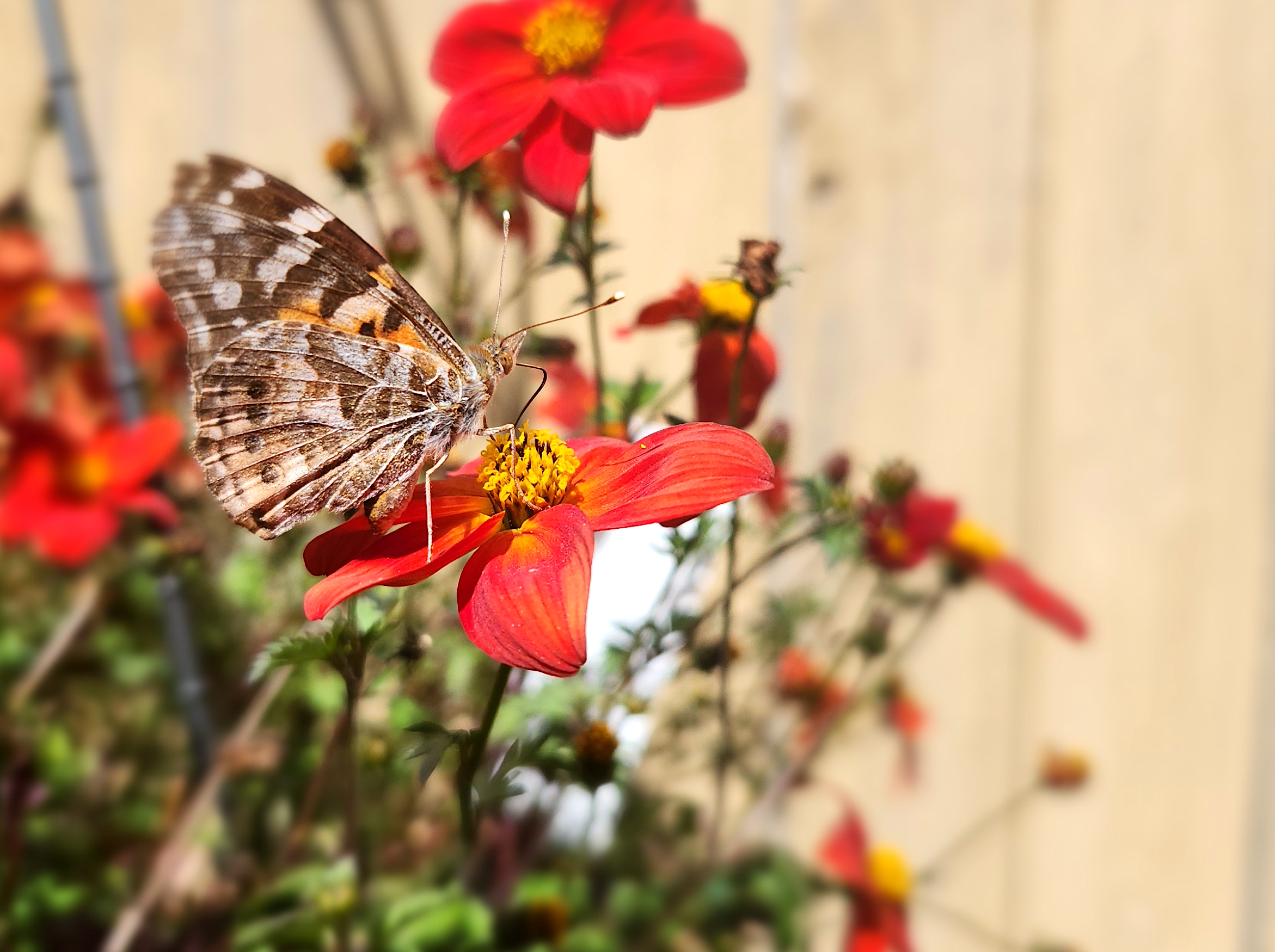 butterfly on red flower